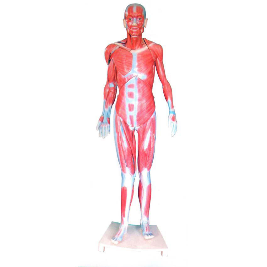 全身肌肉解剖模型