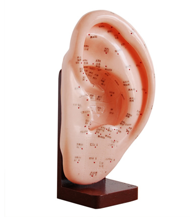 耳針灸模型22CM