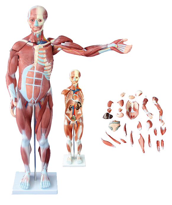 80cm人體肌肉附內臟解剖模型27件